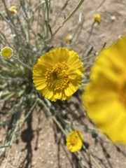 Baileya pleniradiata