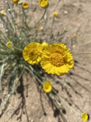 Baileya pleniradiata