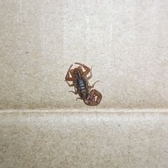 Centruroides elegans