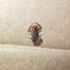 Centruroides elegans