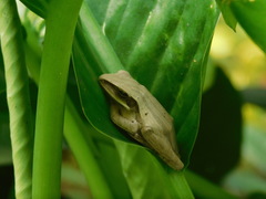 Polypedates leucomystax