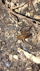 Pristoceuthophilus pacificus
