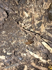 Pristoceuthophilus pacificus