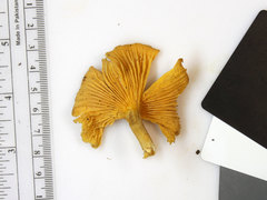 Cantharellus appalachiensis