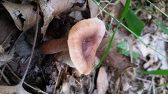 Lactarius mutabilis