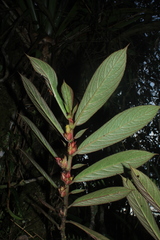 Columnea capillosa