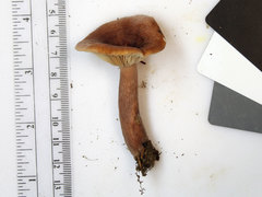 Lactarius mutabilis