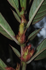 Columnea capillosa