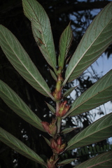 Columnea capillosa