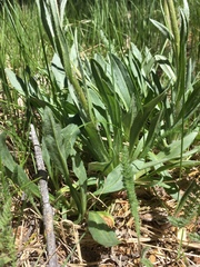 Senecio integerrimus integerrimus
