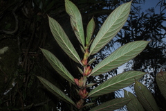 Columnea capillosa