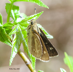 Amblyscirtes reversa