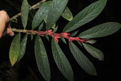 Columnea capillosa