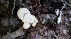 Mycorrhaphium adustum