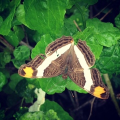 Adelpha fessonia