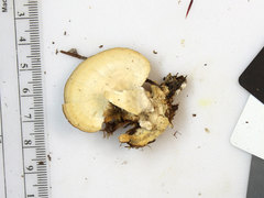 Mycorrhaphium adustum