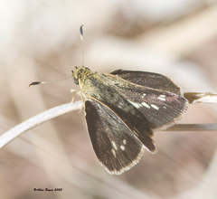 Amblyscirtes reversa