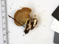 Mycorrhaphium adustum