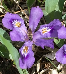 Iris lacustris