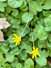 Ficaria verna
