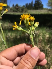 Senecio integerrimus integerrimus