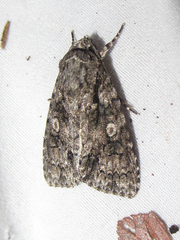 Acronicta brumosa
