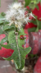 Harmonia axyridis