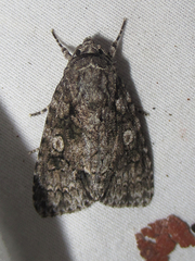 Acronicta brumosa