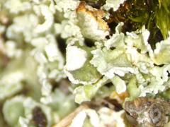 Cladonia strepsilis