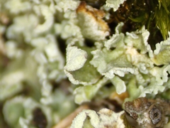 Cladonia strepsilis