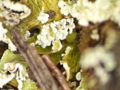 Cladonia strepsilis