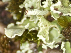 Cladonia strepsilis