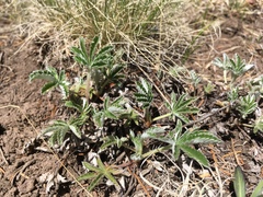 Potentilla gracilis