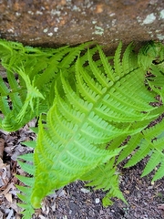 Deparia