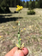 Draba spectabilis