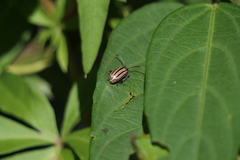 Disonycha bicarinata