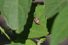 Disonycha bicarinata