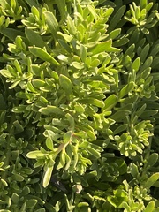 Myoporum parvifolium