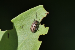 Disonycha bicarinata