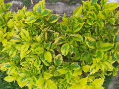 Duranta armata