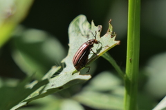 Disonycha bicarinata