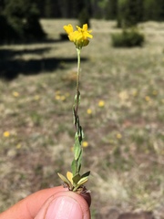 Draba spectabilis