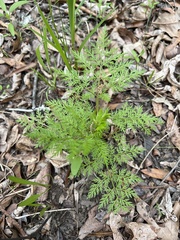 Trepocarpus aethusae