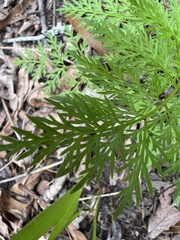 Trepocarpus aethusae