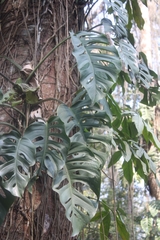 Monstera acuminata