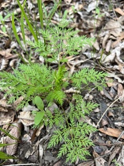 Trepocarpus aethusae