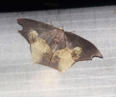 Timandromorpha energes