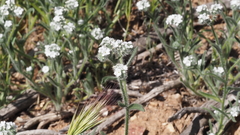 Cryptantha intermedia intermedia