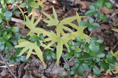 Dioscorea brachybotrya