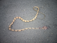 Boiga cynodon